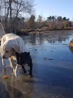 Little Fresh Pond Dog Beach - Cambridge, MA