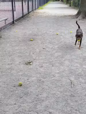 Pemberton Street Dog Run - Cambridge, MA