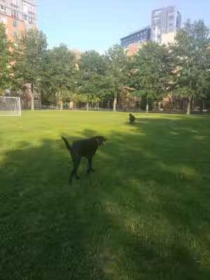 Tudor Dog Park - Cambridge, MA