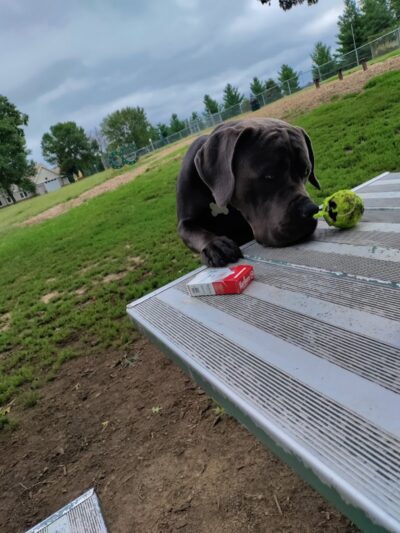 Cambridge Dog Park - Cambridge, MN