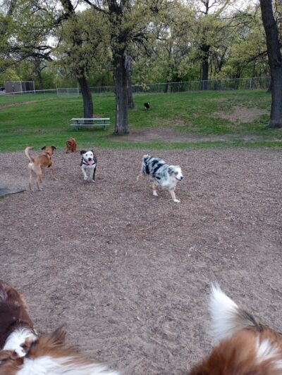 Cambridge Dog Park - Cambridge, MN