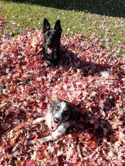 Cambridge Dog Park - Cambridge, MN