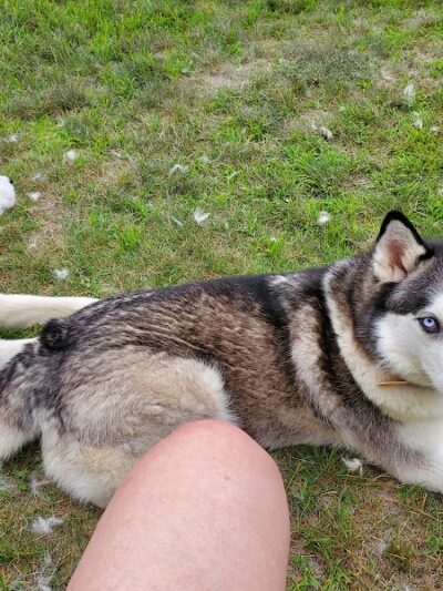 Cambridge Dog Park - Cambridge, MN