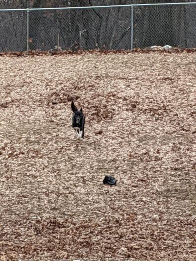 Cambridge Dog Park - Cambridge, MN