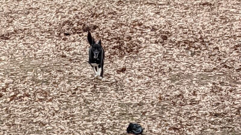 Cambridge Dog Park - Cambridge, MN