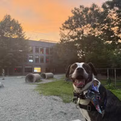 Tudor Dog Park - Cambridge, MA