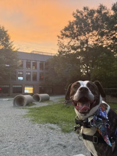 Tudor Dog Park - Cambridge, MA