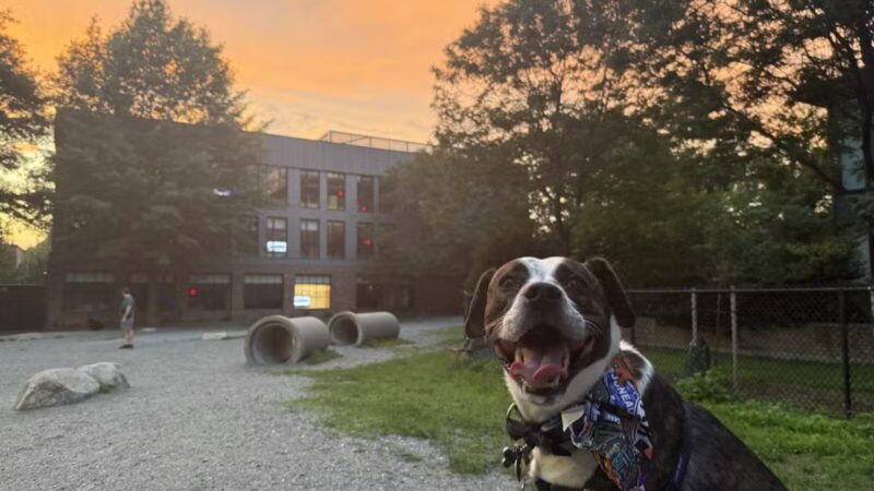 Tudor Dog Park - Cambridge, MA