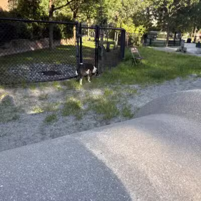 Tudor Dog Park - Cambridge, MA