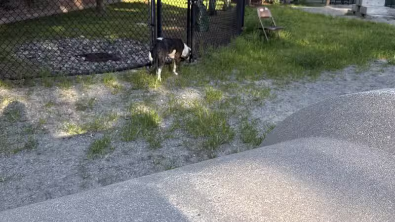 Tudor Dog Park - Cambridge, MA
