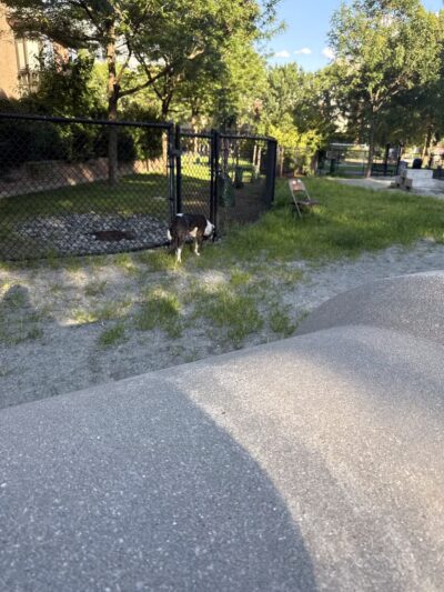 Tudor Dog Park - Cambridge, MA