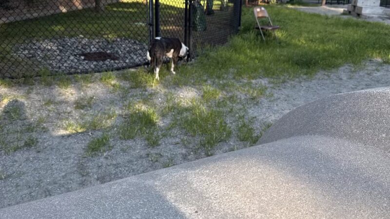 Tudor Dog Park - Cambridge, MA