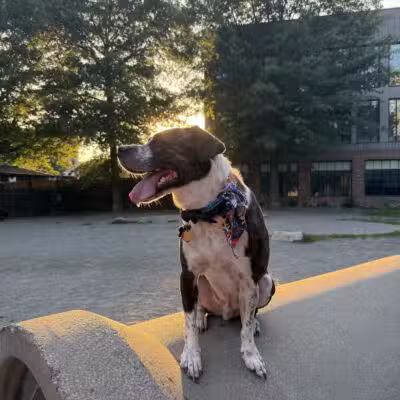 Tudor Dog Park - Cambridge, MA