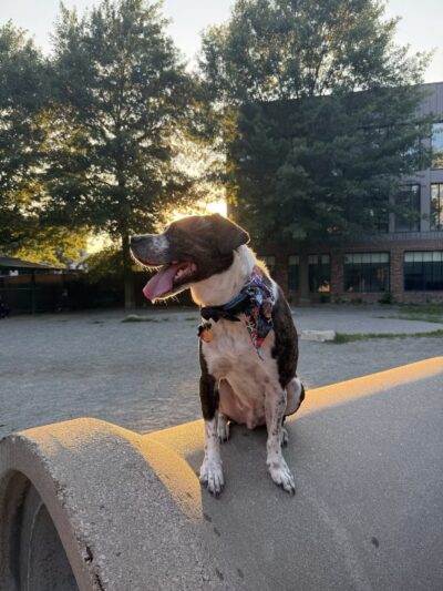 Tudor Dog Park - Cambridge, MA