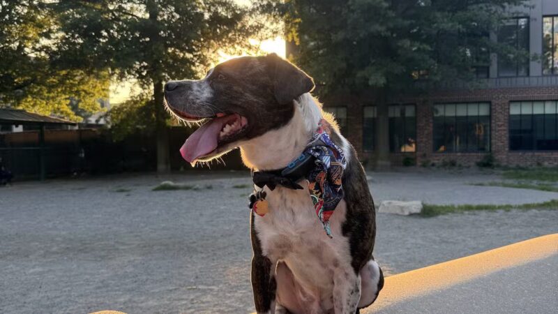 Tudor Dog Park - Cambridge, MA