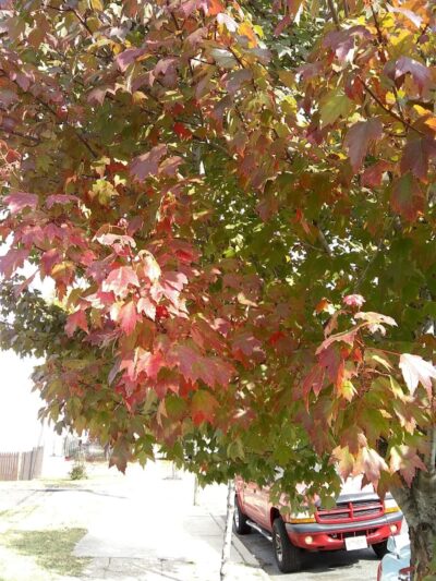 4th & Washington Park - Camden, NJ