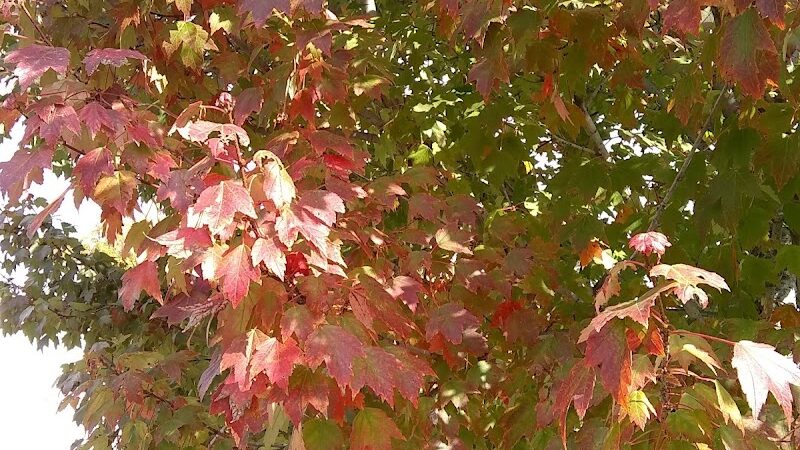 4th & Washington Park - Camden, NJ