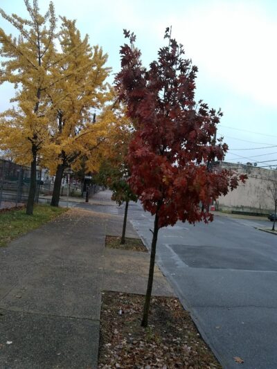 4th & Washington Park - Camden, NJ