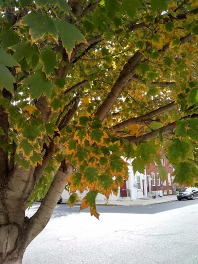 4th & Washington Park - Camden, NJ