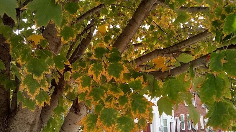 4th & Washington Park - Camden, NJ