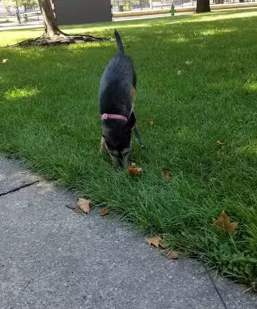 Johnson Park - Camden, NJ