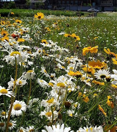 Phoenix Park - Camden, NJ