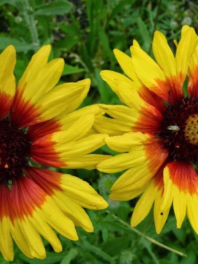 Waterfront South Raingardens - Camden, NJ