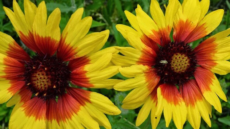 Waterfront South Raingardens - Camden, NJ