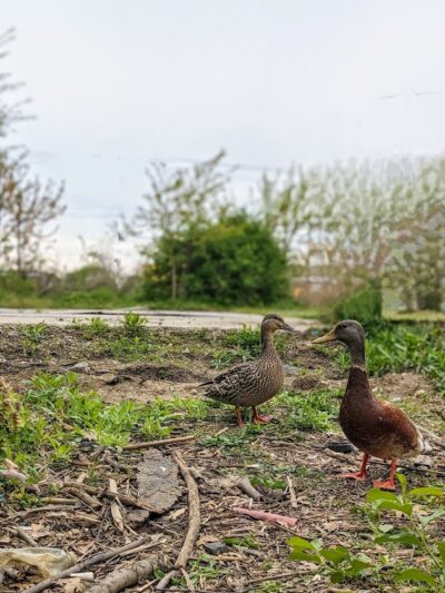 Waterfront South Raingardens - Camden, NJ