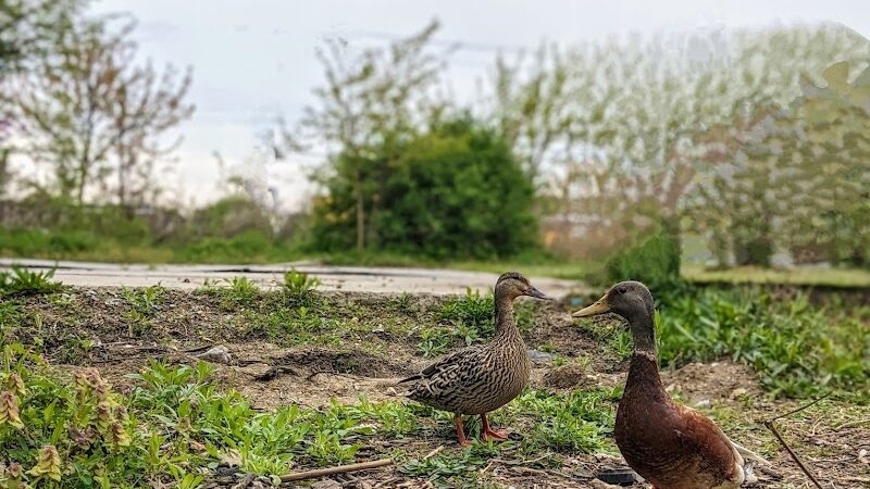 Waterfront South Raingardens - Camden, NJ
