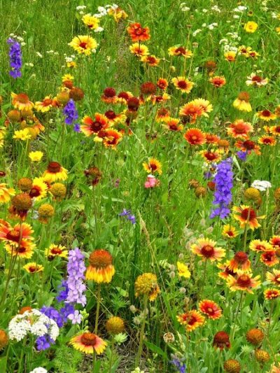 Waterfront South Raingardens - Camden, NJ