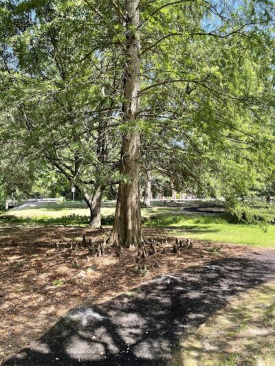 Kendall Park - Camden, SC