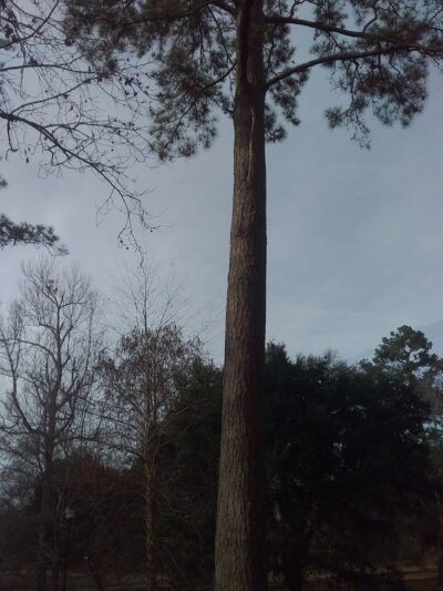 Kendall Park - Camden, SC