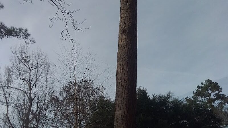 Kendall Park - Camden, SC