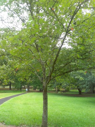 Kendall Park - Camden, SC