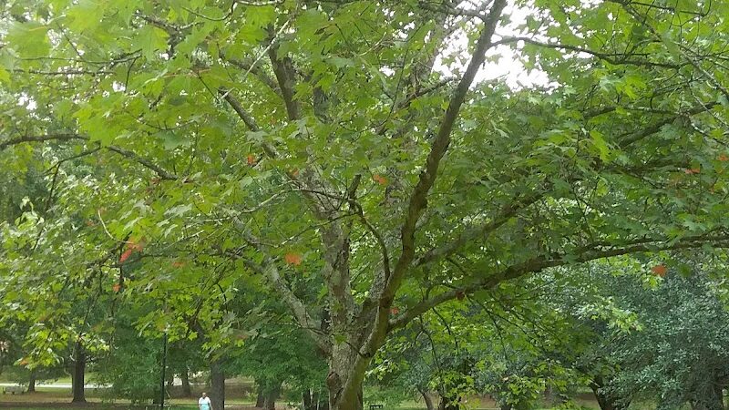 Kendall Park - Camden, SC