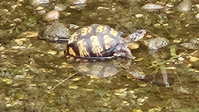 Henson Creek Park - Camp Springs, MD