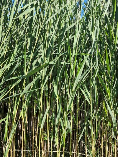 Henson Creek Park - Camp Springs, MD