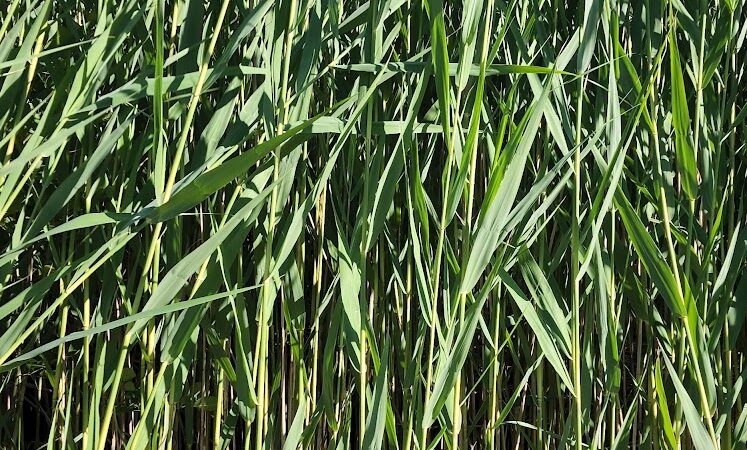 Henson Creek Park - Camp Springs, MD