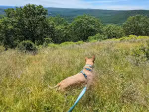 Barrett Township Dog Park - Canadensis, PA