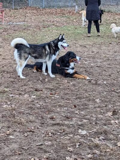 Canadian Lakes Dog Park - Canadian Lakes, MI