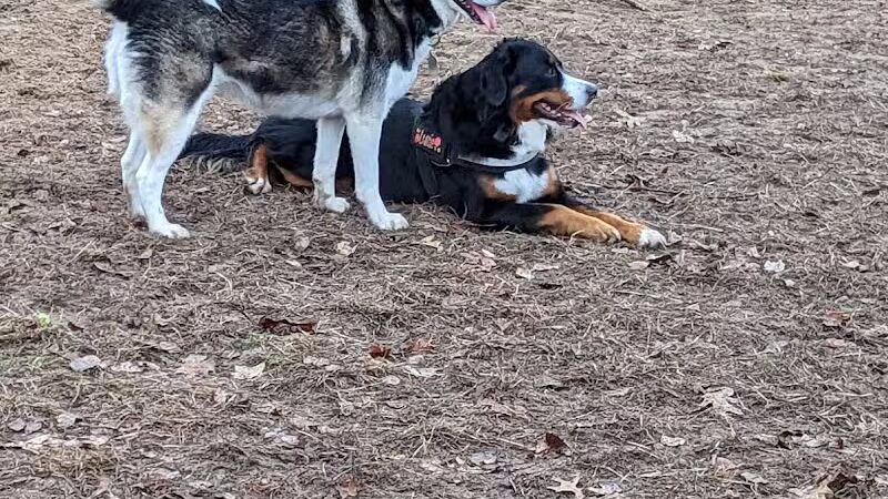 Canadian Lakes Dog Park - Canadian Lakes, MI