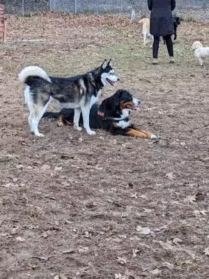 Canadian Lakes Dog Park - Canadian Lakes, MI
