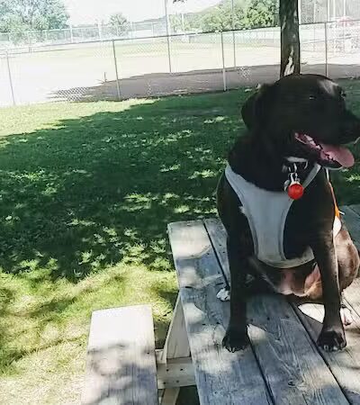 Cannon Falls Dog Park - Cannon Falls, MN