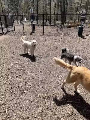 Friends of Canton Dog Park - Canton, CT