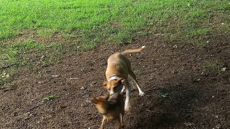 Canton Paw Park - Canton, GA