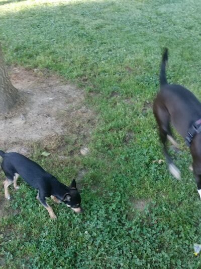 Canton Paw Park - Canton, GA