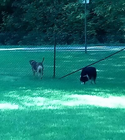 Canton Paw Park - Canton, GA