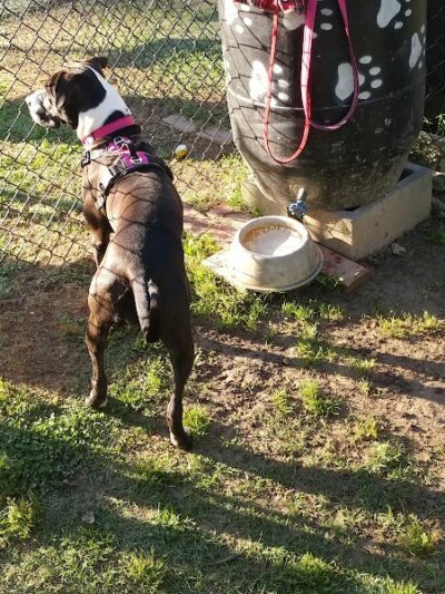 Canton Paw Park - Canton, GA