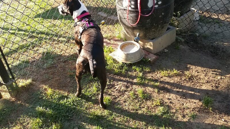 Canton Paw Park - Canton, GA